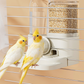💧2-in-1 Automatic Bird Feeder and Waterer for Cage